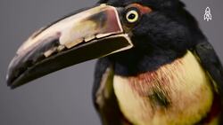Exploring the Vibrant World of the Collared Aracari Instructional Video