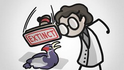 Should More Species Be Extinct? Instructional Video