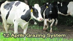 Tom Tranthams Sustainable Dairy Grazing System Instructional Video