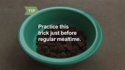 How to Teach Your Dog to Sit Instructional Video