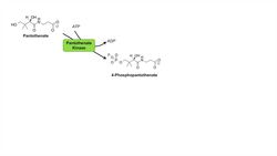 Coenzyme A (CoA) Biosynthesis Pathway and Vitamin B5 Instructional Video