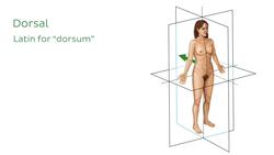Dorsal vs Ventral Instructional Video