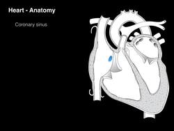 Heart Anatomy Instructional Video