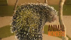 Kemosabe Teeth Trimming Instructional Video