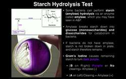 Microbiology | Amylase (Starch Hydrolysis) Test [Theory and Results] Instructional Video