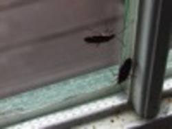 ¿Qué es un insecto?: insectos por doquier Instructional Video