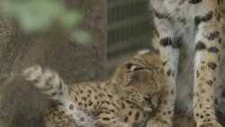 Watch Out for This Adorable Serval Kitten! Instructional Video