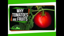 Why Tomatoes Are Fruits, and Strawberries Aren't Berries Instructional Video