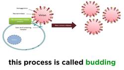 Influenza (The Flu) Instructional Video