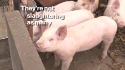 How a Chip Shortage Impacts the Gummy Bear Supply News Clip