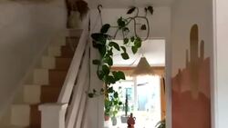 Home Tours with Natasha La Sidhu News Clip