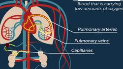 Circulatory System Instructional Video