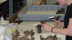 Cougars' diverse diet helped them survive extinction Instructional Video