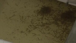 VOICED : Se confirma en Espana una transmision del dengue por via sexual News Clip