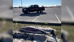 Dead dolphin washes ashore on Cedar Beach in Babylon News Clip