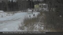 Manitoba animal welfare groups warn of dog overpopulation News Clip