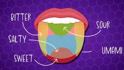 I WONDER - How Do We Taste Sugar? Instructional Video