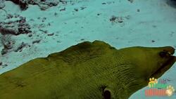 Exploring the World of Eels: From Slippery Swimmers to Long-Lived Residents Instructional Video