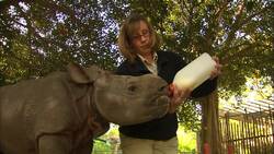 Baby Rhino Drinks Seven Gallons of Milk a Day! Instructional Video