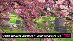 One of the Top Spots to See Cherry Blossoms Is a Graveyard News Clip