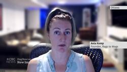 Rescuers rush to bring dogs to Canada before ban News Clip