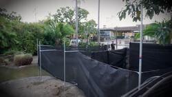 All Together Now! Dozens of Flamingos Are Brought Together for a Checkup Instructional Video