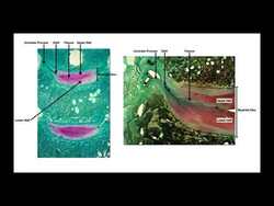 Uncovertebral Joints & the Bipartite Disc | Developmental Timeline Instructional Video