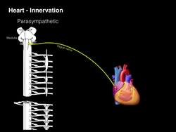 Conduction system of the heart Instructional Video