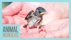 What To Do If You Find A Baby Bird Instructional Video
