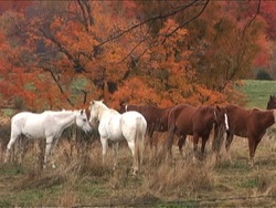 Investigando la herencia: herencia y rasgos Instructional Video
