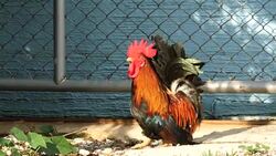 Bantam chicken walking on the floor. Stock Footage