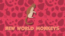 I WONDER - Are There Different Types Of Monkeys? Instructional Video