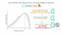 GCSE Biology - Enzymes - How Temperature and pH Affect Rate of Reaction Instructional Video