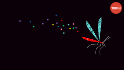 TED-Ed: Ethical dilemma: Should we get rid of mosquitoes? | Talya Hackett Instructional Video