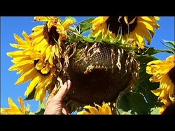 Harvesting and Saving Seeds from the Garden, part 1 Instructional Video