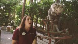 Why Do Porcupines Have Spikes and Are They Born With Them? Instructional Video