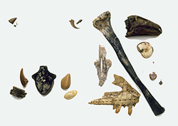 Fossils - Ancient Remains Instructional Video