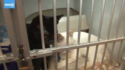 President Trump Signs Bill Making Animal Cruelty A Federal Crime News Clip