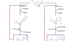 Nucleotide Metabolism | Purine Biosynthesis 2: IMP to AMP & GMP Instructional Video