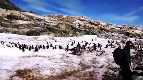 The Decline of Penguins: Threats and Challenges