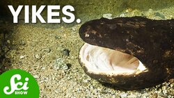 Why Do Animals Eat Their Own Babies? Instructional Video