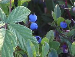 Summer: Plants and Animals in the Summer Instructional Video