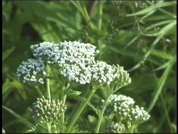 The Tall Grass Prairie Instructional Video