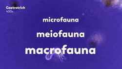 Gastrotrichs Four Day Old Grandmothers Instructional Video