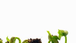 time lapse the growth of legumes plant on white background Stock Footage