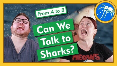 Can We Talk to Sharks? - From A to B