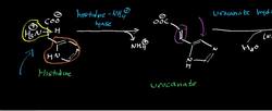 Histidine Catabolism to Oxoglutarate Instructional Video