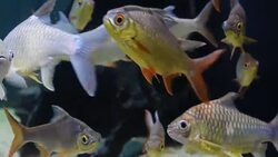 freshwater fish Stock Footage