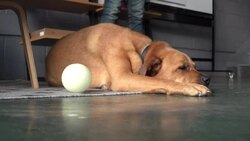 CLEAN : US startup aims to transform pet food with lab-made chow News Clip