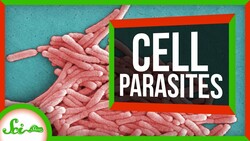 6 Parasites That Live INSIDE Cells Instructional Video